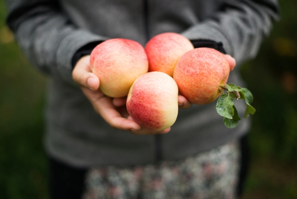View More: http://kerrilynne.pass.us/delight-fall-apple-picking