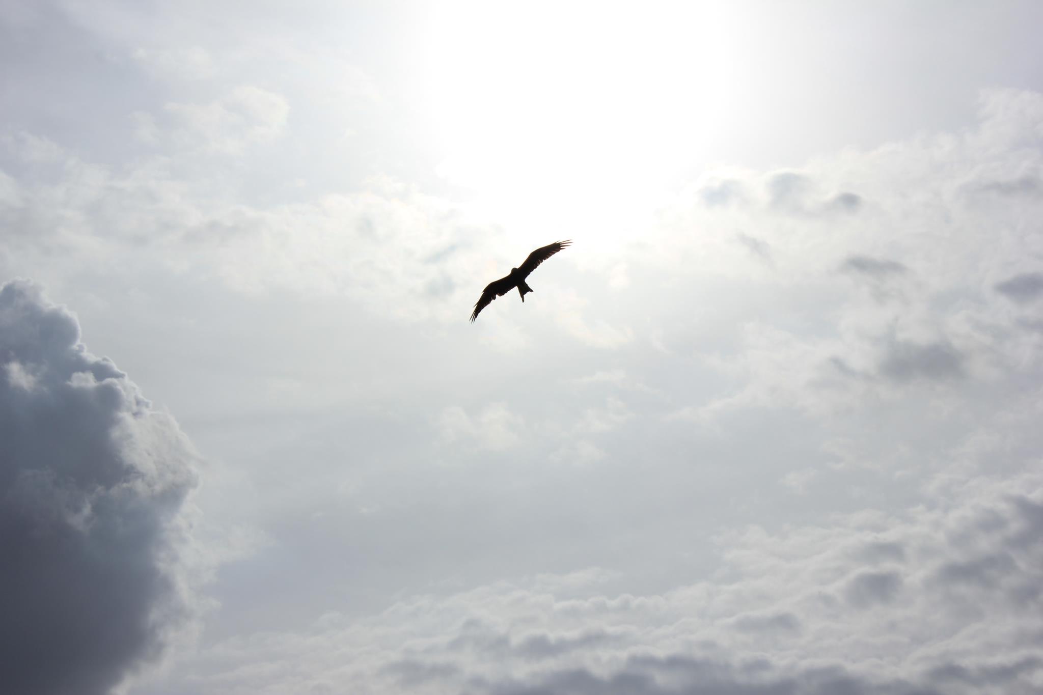 the canadian goose flying